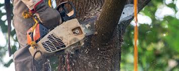 Best Storm Damage Tree Cleanup  in St Matthews, KY