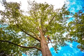 Best Arborist Consultation Services  in St Matthews, KY