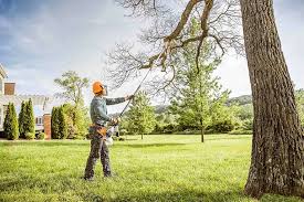 Best Arborist Consultation Services  in St Matthews, KY