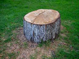 Best Tree Disease Treatment  in St Matthews, KY