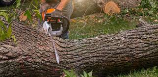 Best Weed Control  in St Matthews, KY