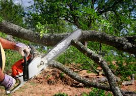 Best Hazardous Tree Removal  in St Matthews, KY