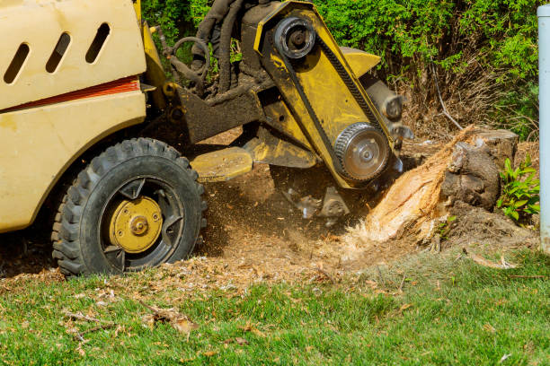 Best Fruit Tree Pruning  in St Matthews, KY