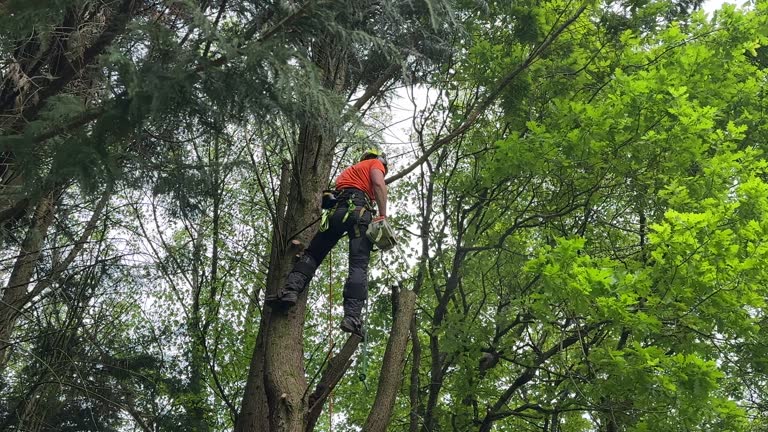 Best Tree Health Inspection  in St Matthews, KY