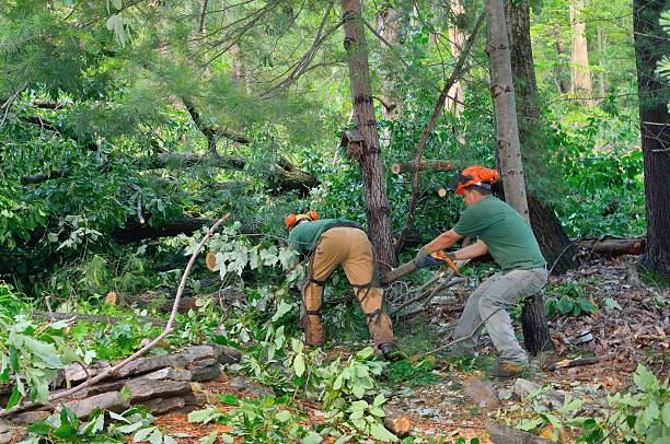 Best Root Management and Removal  in St Matthews, KY