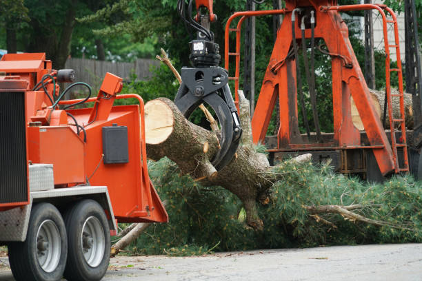 Best Tree Mulching  in St Matthews, KY