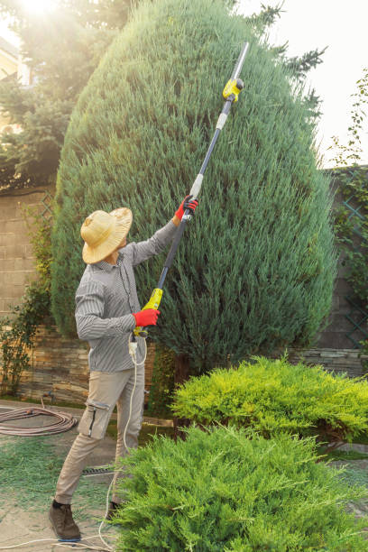 Best Palm Tree Trimming  in St Matthews, KY