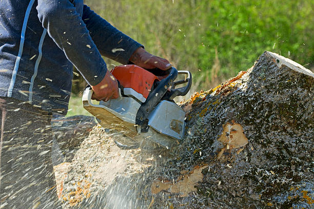 Best Aeration Services  in St Matthews, KY