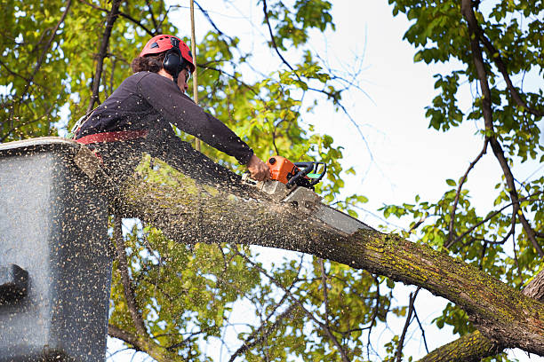 Best Stump Grinding and Removal  in St Matthews, KY